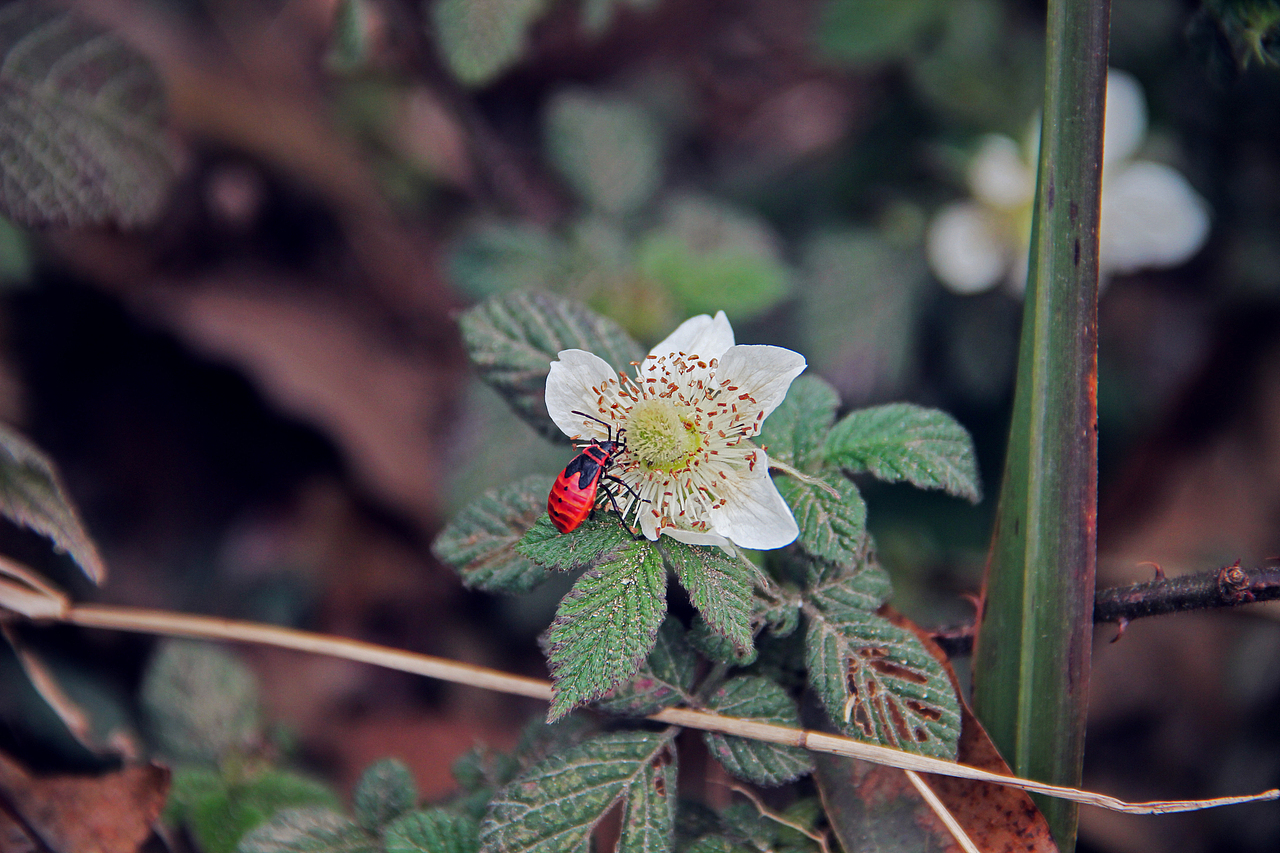 小舟垟草木录（图ZOTg3NDU3MjA=） - 风光摄影 - 站酷设计师那九原创素材 - 站酷ZCOOL