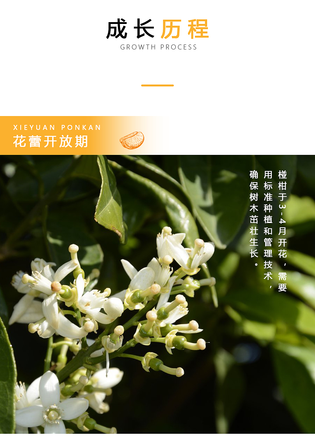 详情页（图ZMjA5NTM0MTAw） - 电商 - 站酷设计师咸鱼太阳原创素材 - 站酷ZCOOL