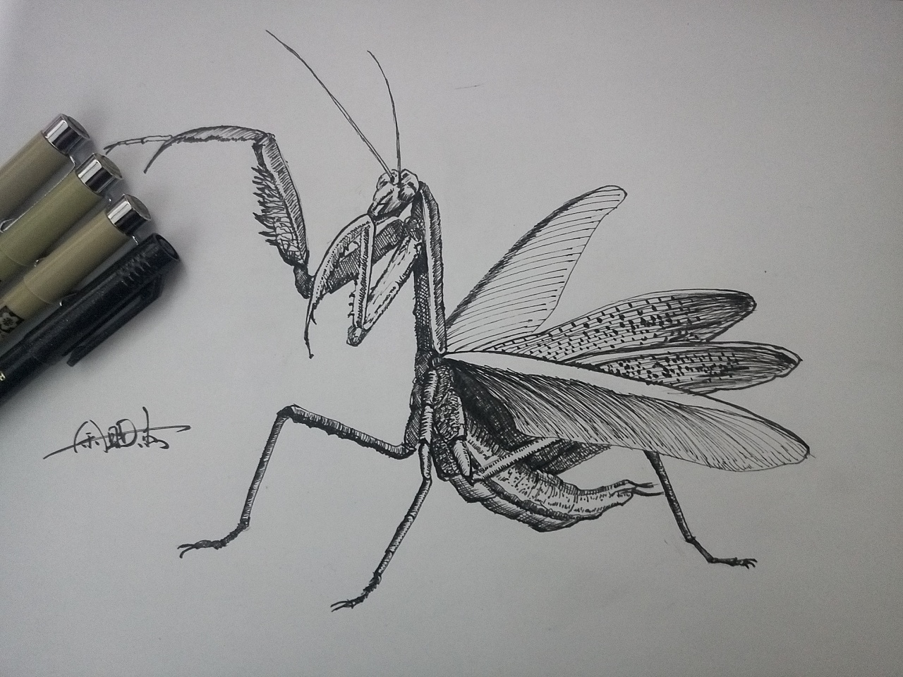 兰花螳螂的画法图片