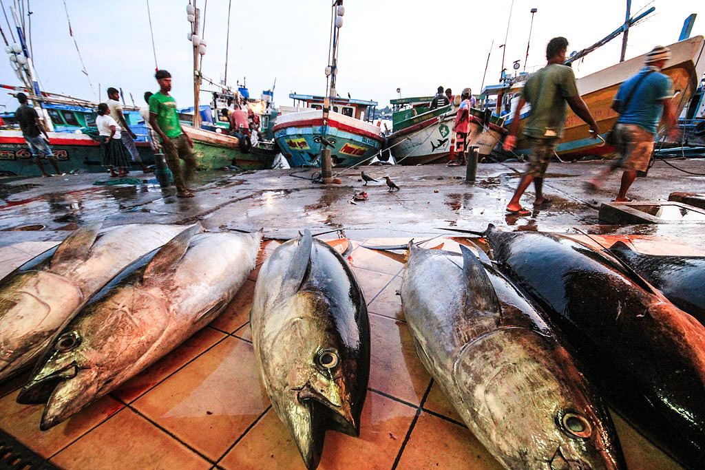 斯里兰卡/尼甘布/清晨的鱼市