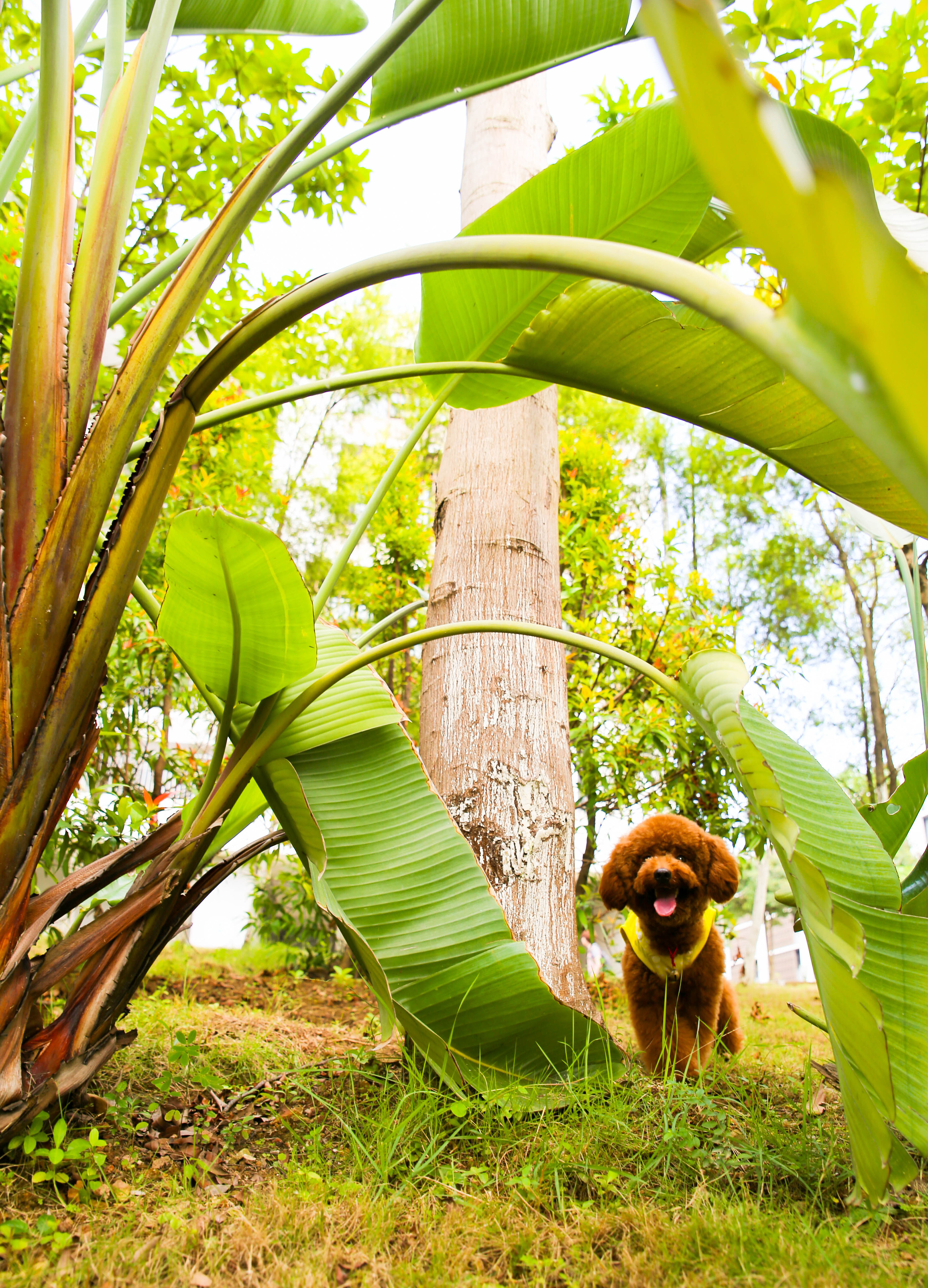 【i,pet宠物摄影】kobe