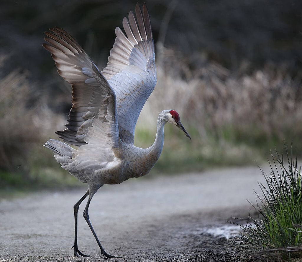 鹤氅如烟羽扇风赋情芳草绿阴中