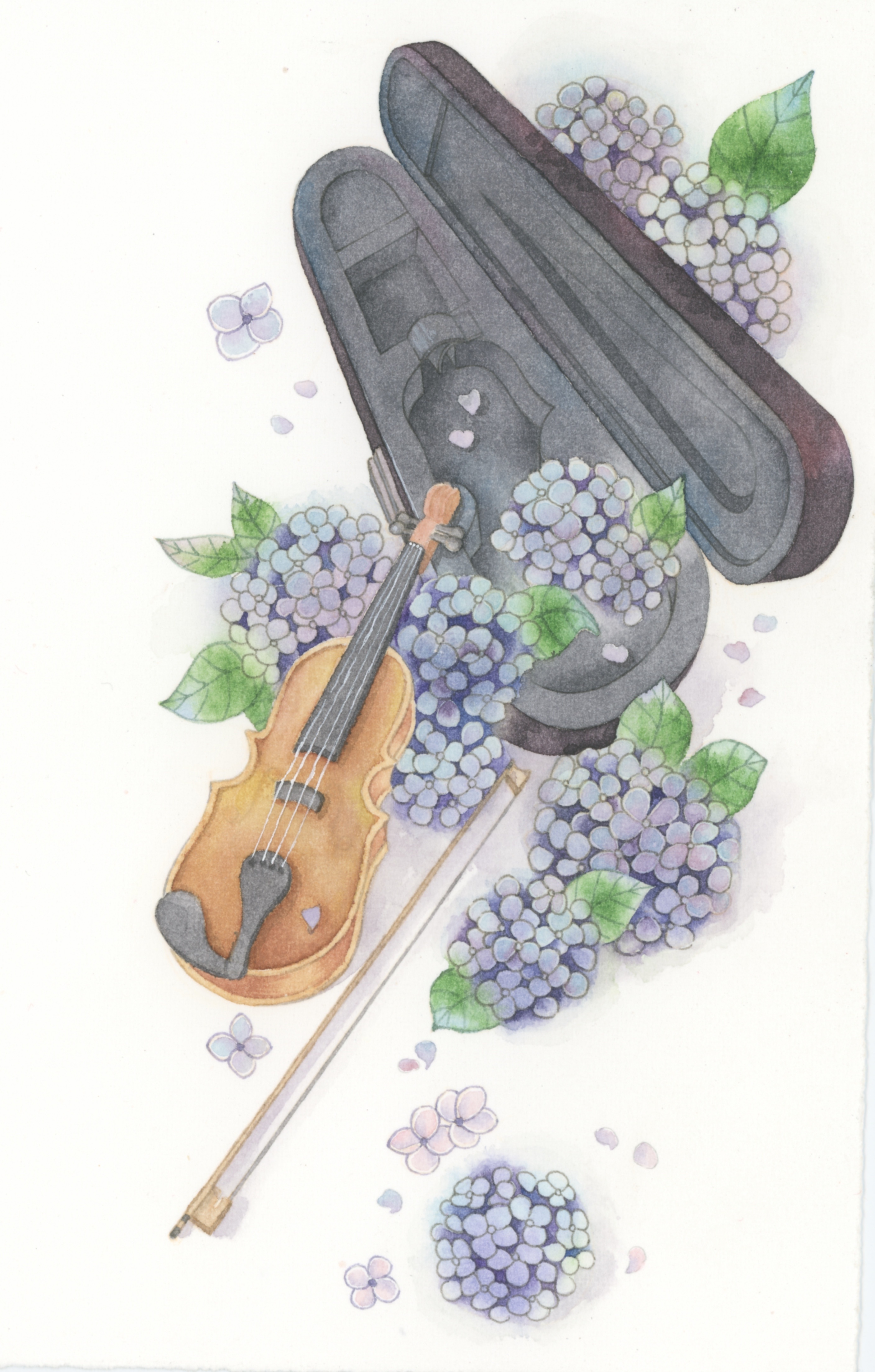 绣球和小提琴