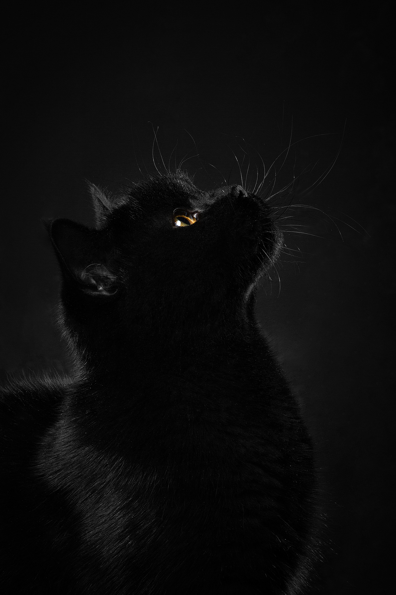 【動物照相館】合集