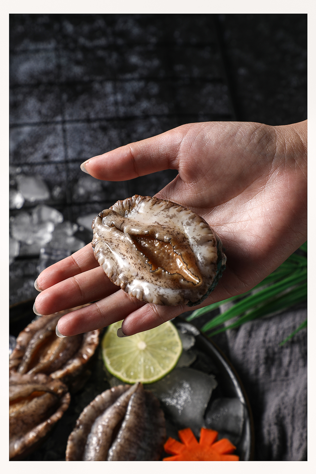 鲍鱼 拍摄（图ZMTU1Njc1MTcy） - 产品摄影 - 站酷设计师DF商业摄影原创素材 - 站酷ZCOOL