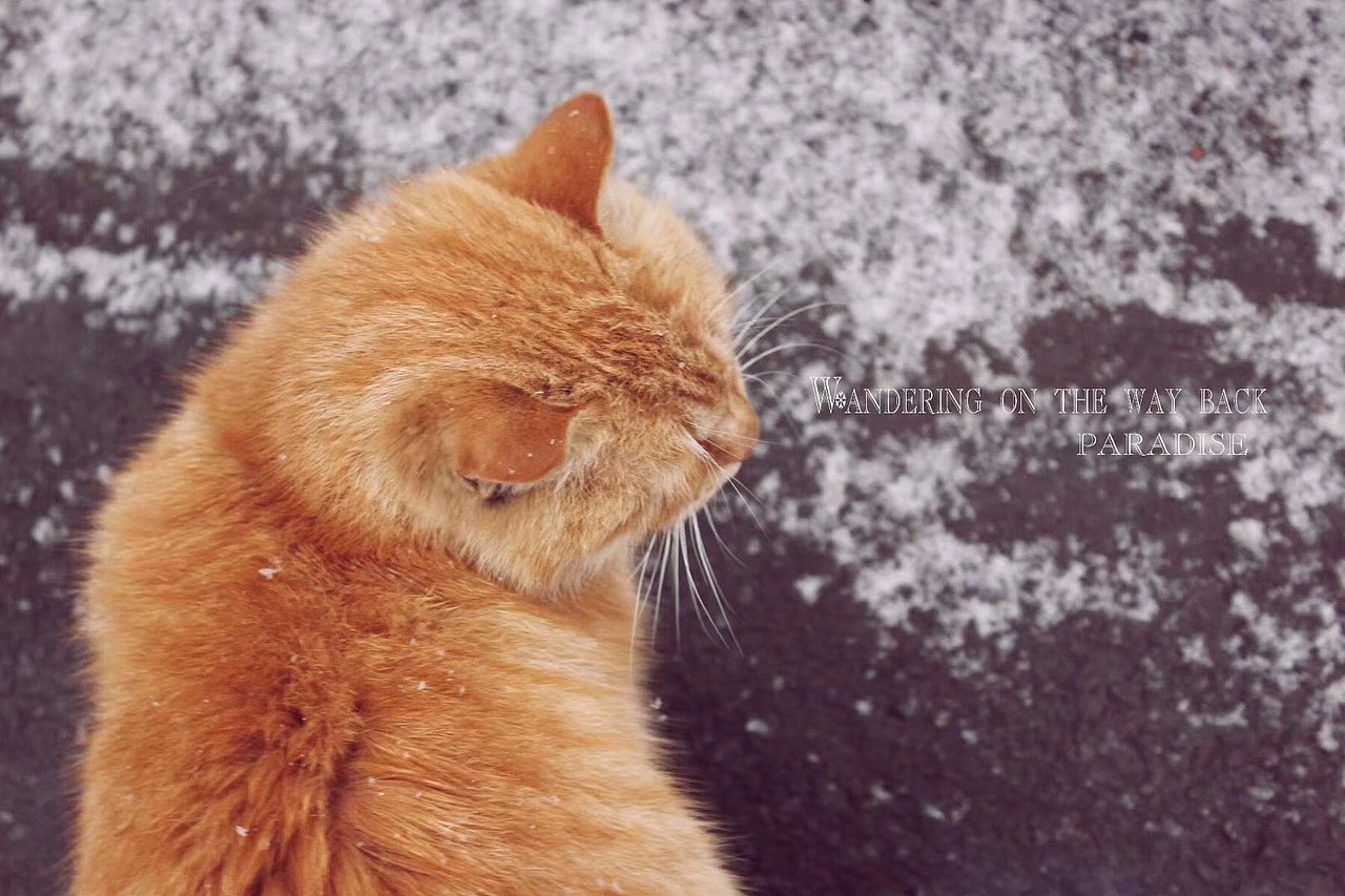 【现在的你,还在流浪吗】