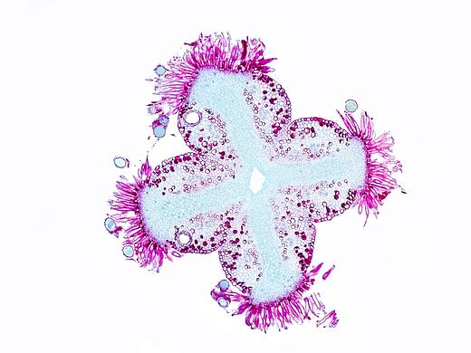 显微摄影-切片（个人主页-ZNDkwNjgwNjA=） - 其他摄影 - 站酷设计师浅浅浅一度原创素材 - 站酷ZCOOL