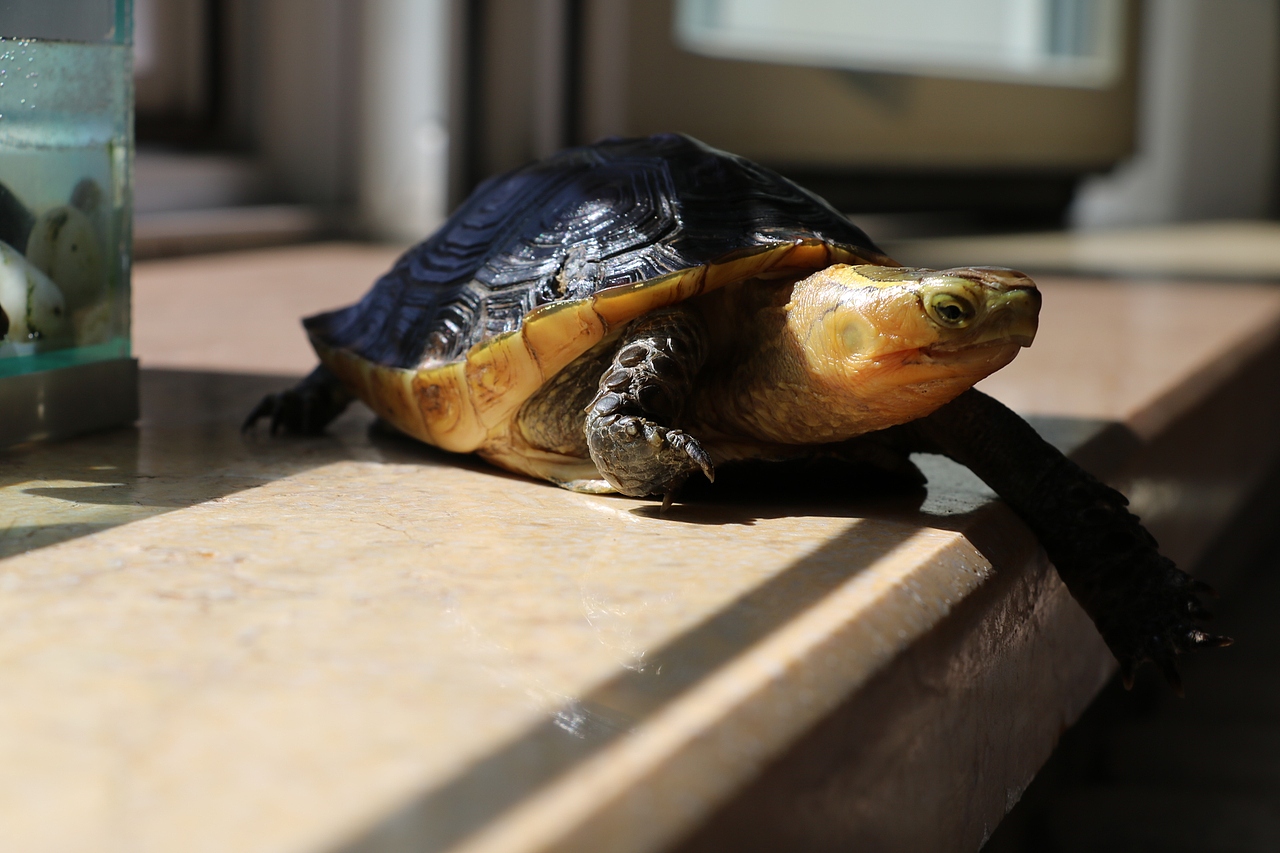 国家二级保护动物黄缘闭壳龟