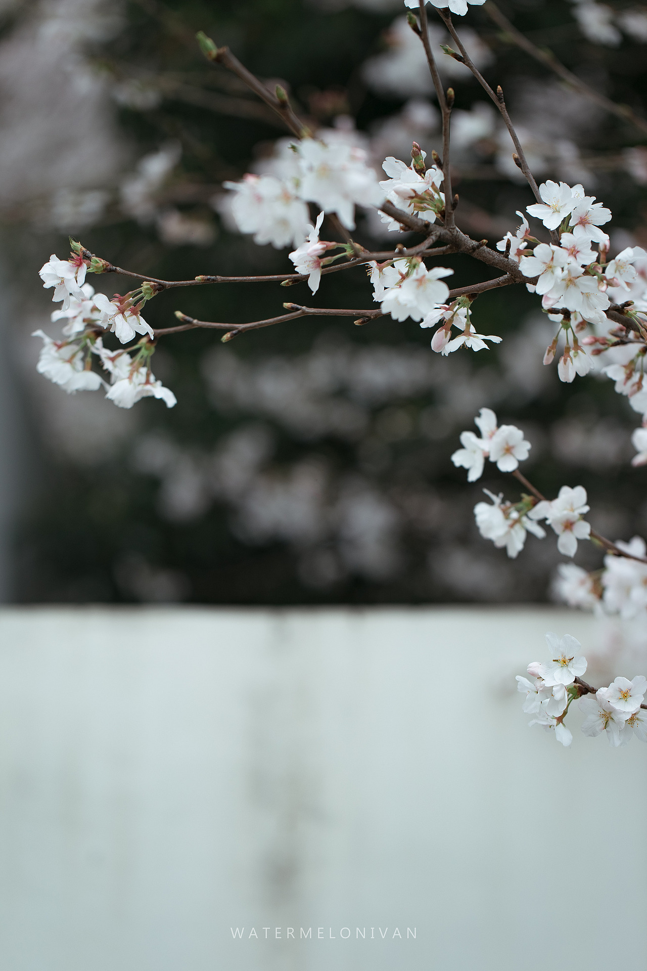 珞山樱（图ZMTA5NzUwMjI0） - 风光摄影 - 站酷设计师西瓜不要太郎原创素材 - 站酷ZCOOL