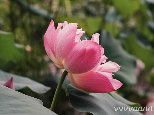 過雨荷花滿院香（個人主頁-ZMzYxNTUwMjQ=） - 風(fēng)光攝影 - 站酷設(shè)計師vvvvaann原創(chuàng)素材 - 站酷ZCOOL