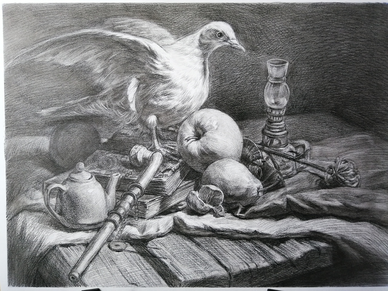 素描静物鸽子