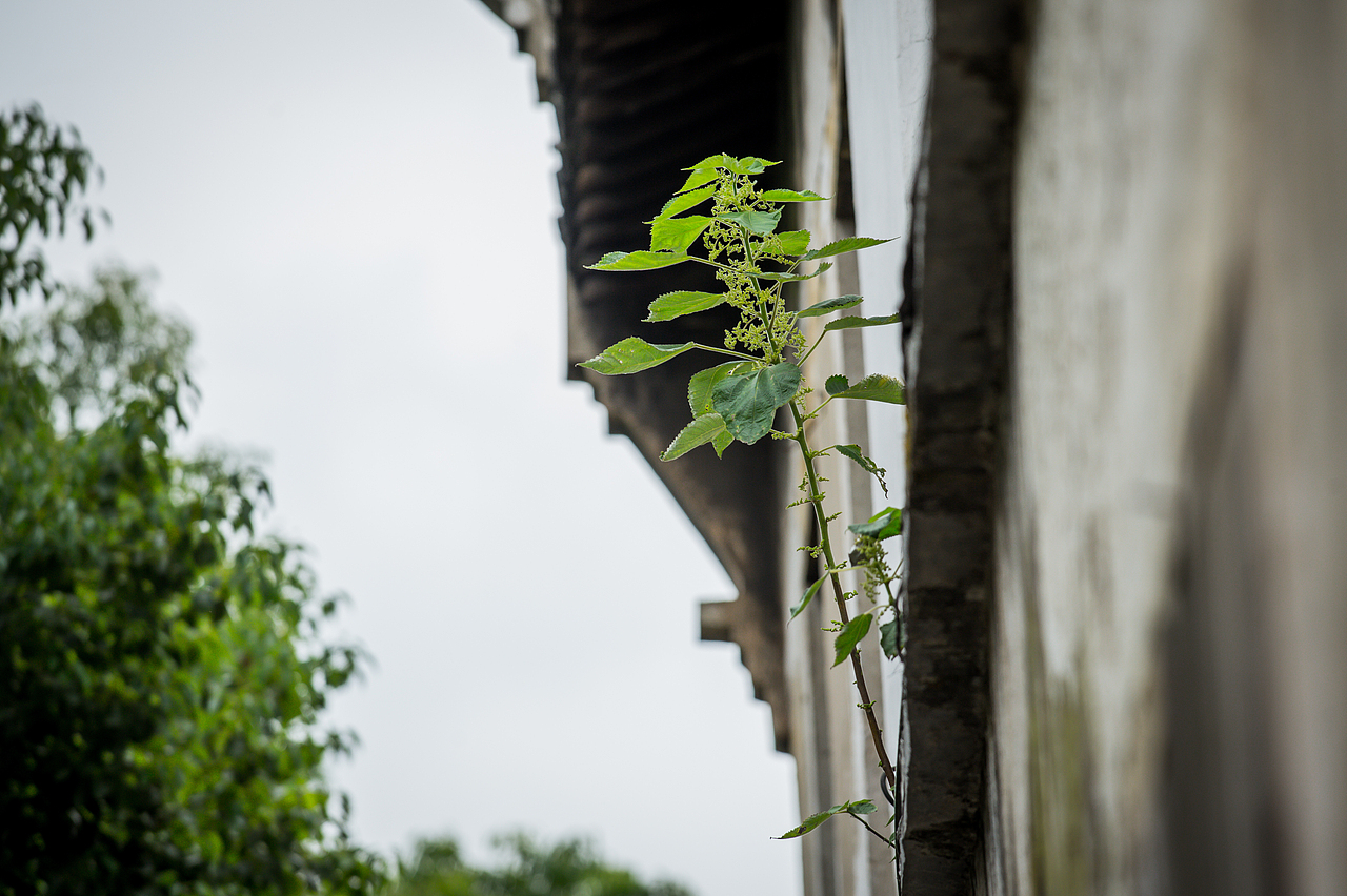 烟雨中的似水年华 乌镇游记