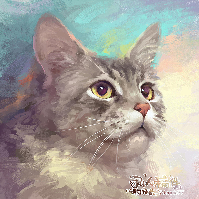 一只帅气的缅因猫