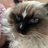 AnthonyChanZ的头像
