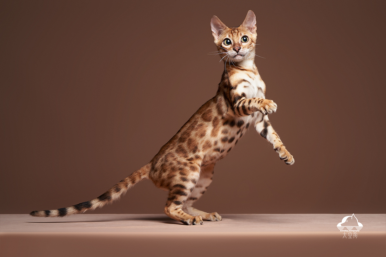 太空狗宠物摄影 孟加拉豹猫 田园猫
