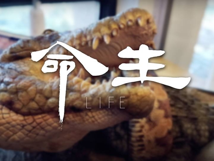 生命系列-狂蟒巨鳄