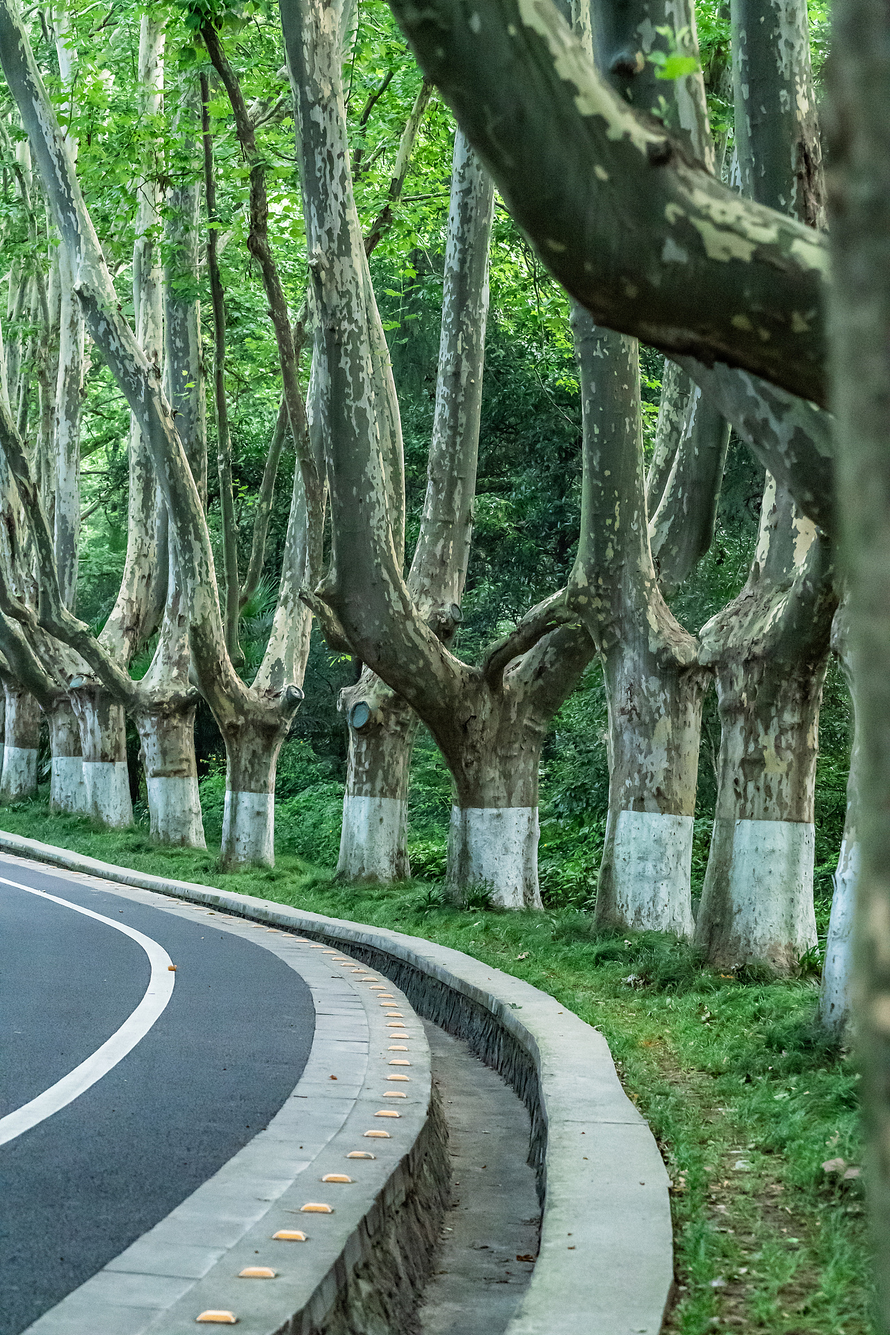 梧桐树|摄影|风光摄影|诗说江南_原创作品-站酷zcool