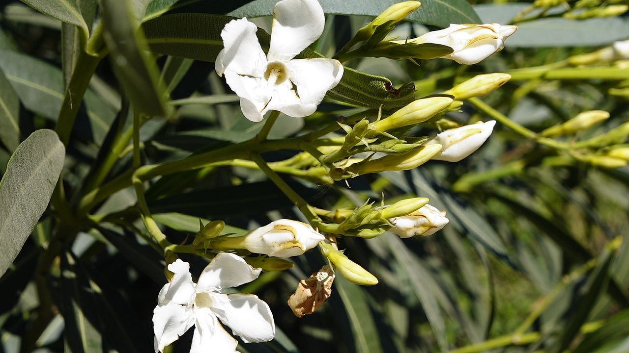 【大理风景】影子向玫瑰献忱,落日与夕阳亲抚迟