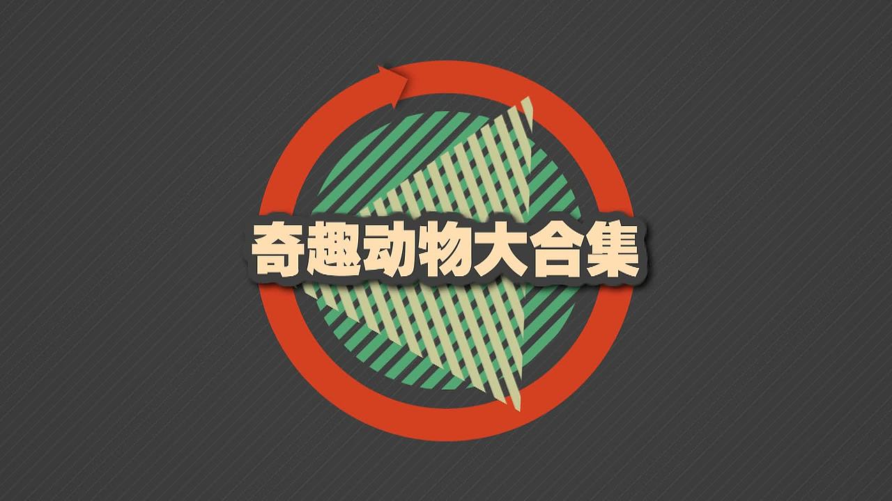 搞笑视频制作02猫咪王国（图ZMjkyNDgyNzI=） - 短片 - 站酷设计师萤蝶原创素材 - 站酷ZCOOL