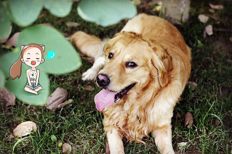 金大傻——啊呜（图ZNjUzMTIzNzI=） - 创作习作 - 站酷设计师爱画画的米小芽原创素材 - 站酷ZCOOL