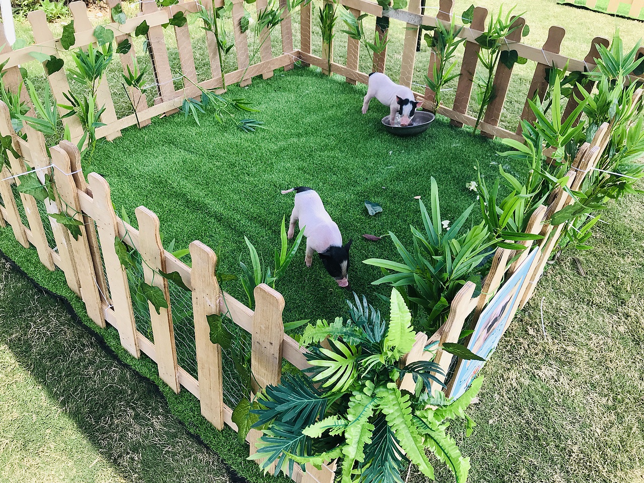 萌宠百鸟展（万达广场）（图ZMjA1NTU2MDA4） - 人文/纪实摄影 - 站酷设计师放狼的小羊原创素材 - 站酷ZCOOL