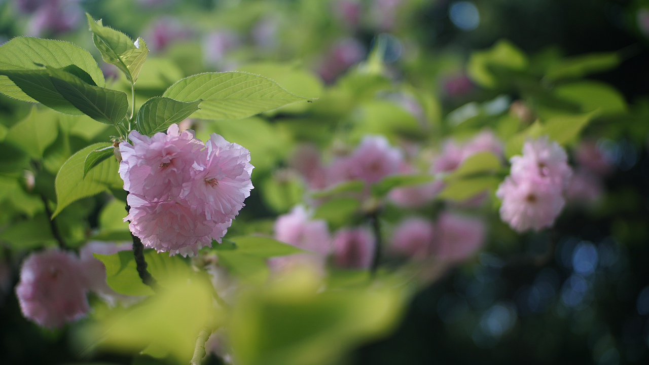 22年春 成都塔子山公园 八重樱（图ZMjkzNDUwMjc2） - 风光摄影 - 站酷设计师张声张原创素材 - 站酷ZCOOL