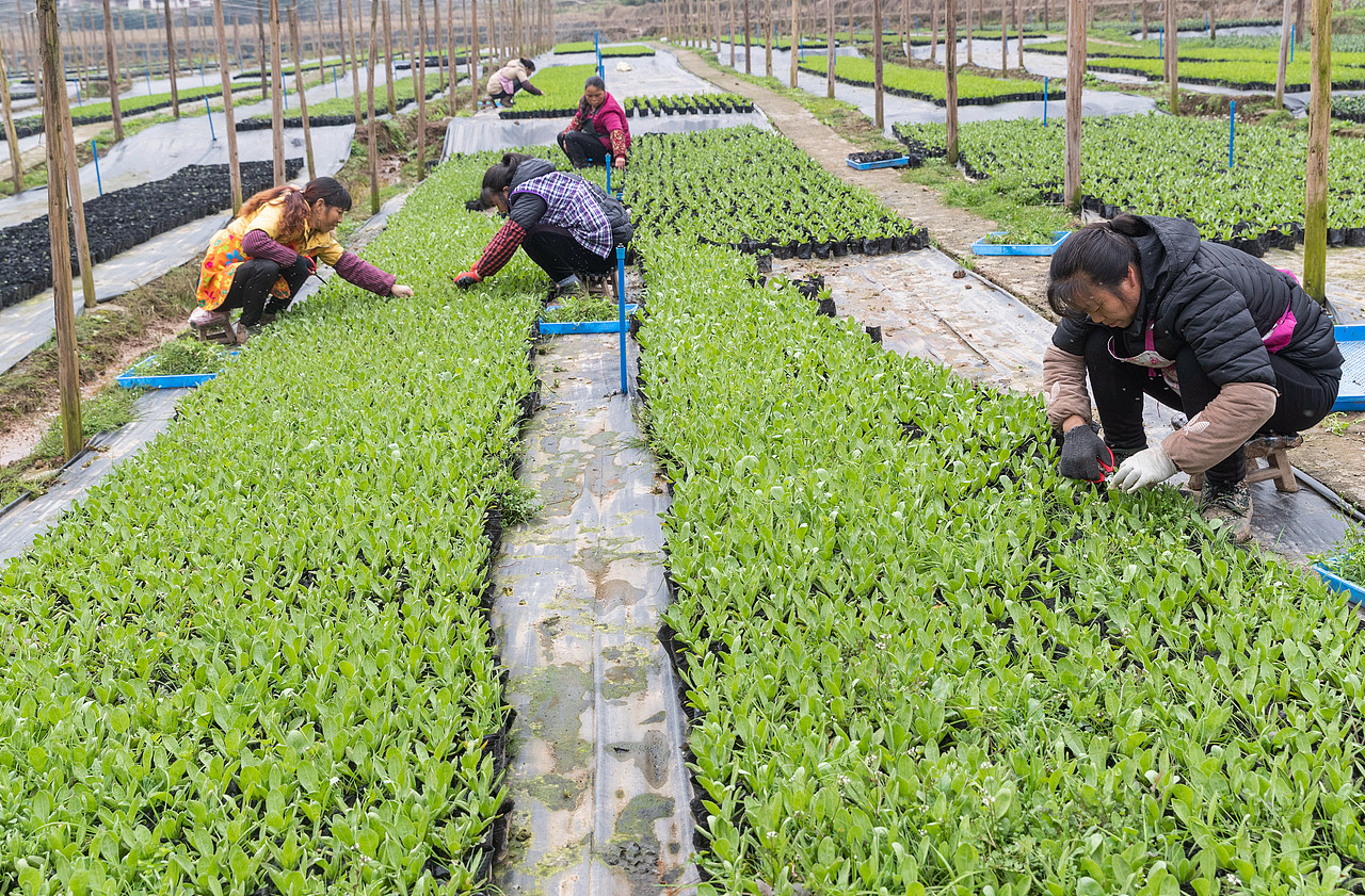 2019年2月21日,重庆市南川区木凉镇汉场坝村村民在南麓原农业有限公司花卉基地里除草。