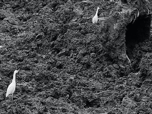 共存（个人主页-ZNTY0NjA0OTI=） - 人文/纪实摄影 - 站酷设计师不吃紫菜原创素材 - 站酷ZCOOL