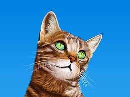 喵喵喵，我是一只猫