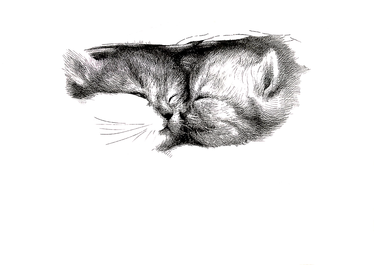 来一张喵星人，步骤图都准备好了（图ZMTQxOTY1MDI4） - 绘画 - 站酷设计师hst绘画爱好者原创素材 - 站酷ZCOOL