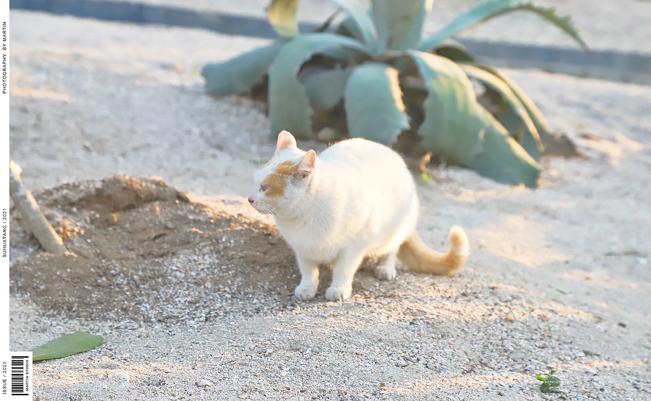 猫【一】（图ZMjQ1MjM4ODU2） - 宠物摄影 - 站酷设计师苏华棠原创素材 - 站酷ZCOOL