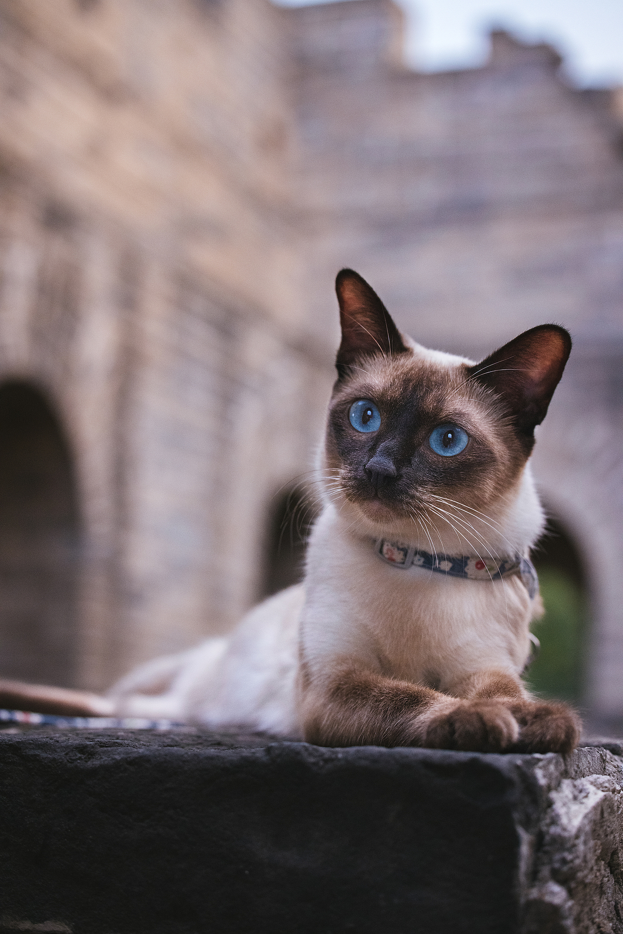 使用佳能EOS R5解锁更多猫咪姿势(图ZMjIyNDgxNTgw) - 宠物摄影 - 站酷设计师克查原创素材 - 站酷ZCOOL