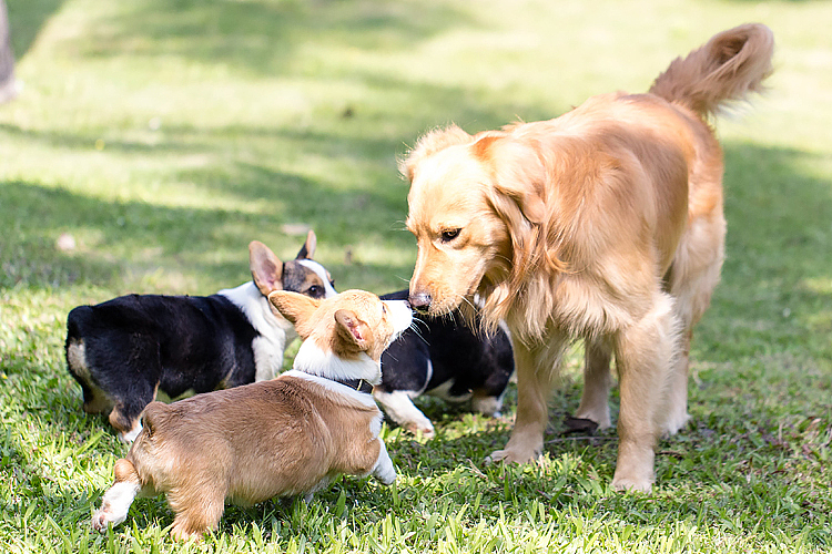 囧字眉的柯基也会笑