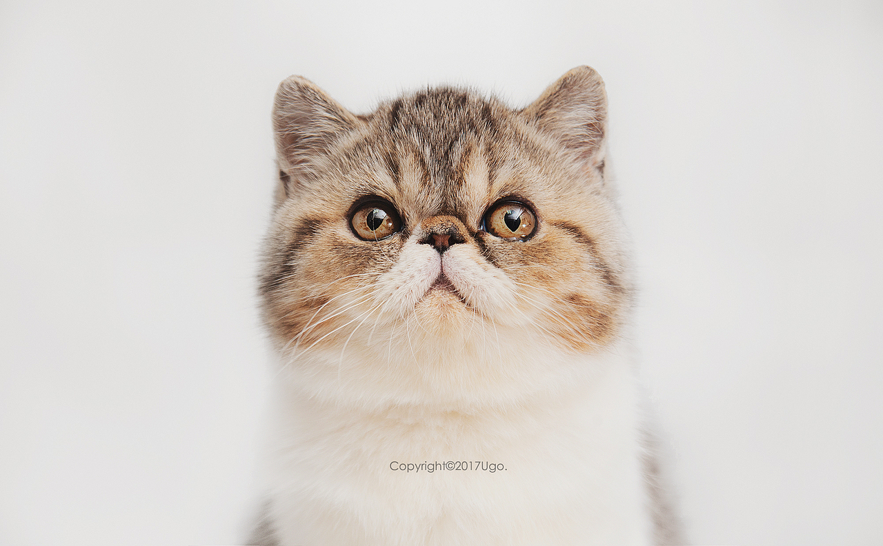 enchanted着迷 【动物摄影师何某某个人作品16】（图ZNzIyOTYxNTI=） - 宠物摄影 - 站酷设计师超级何某某原创素材 - 站酷ZCOOL