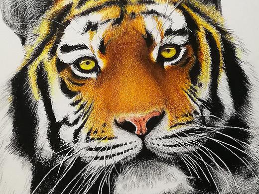 彩铅习作——虎视