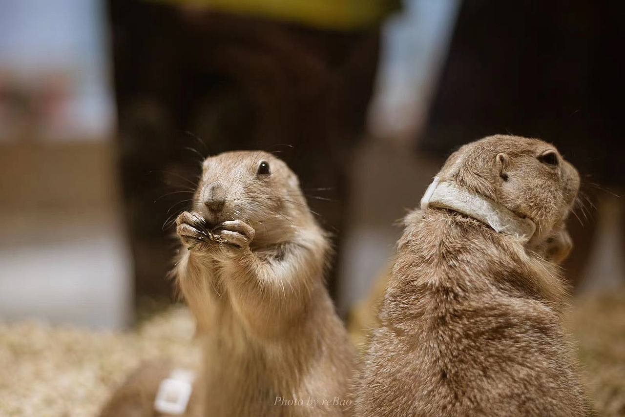 宠物摄影|【小怪兽】