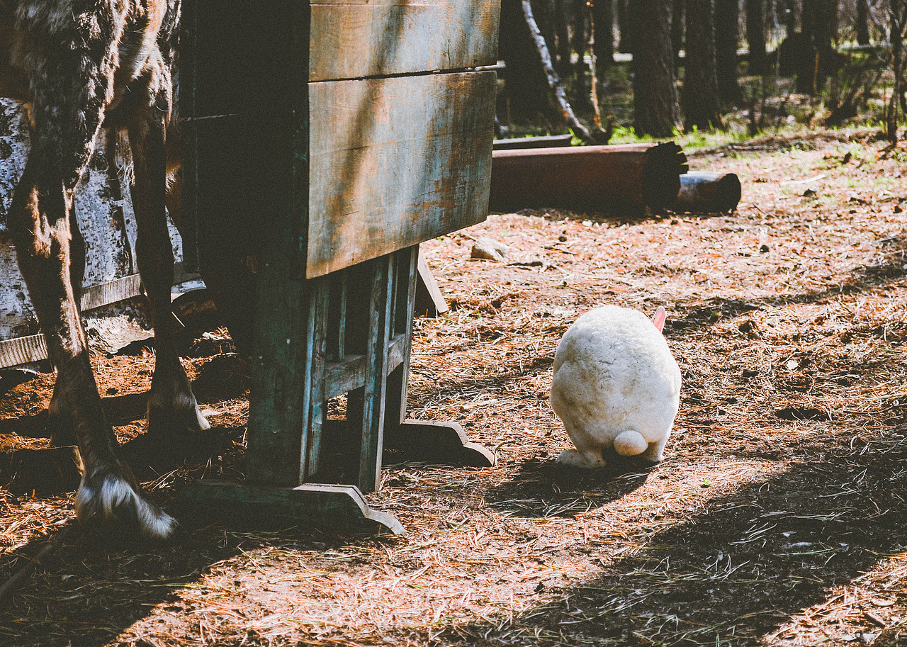 哈哈,胖墩墩的白兔,给我个销魂的背影