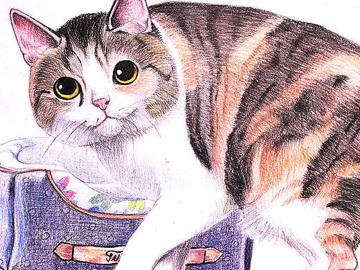 彩色铅笔画步骤教程：日本短尾猫的画法