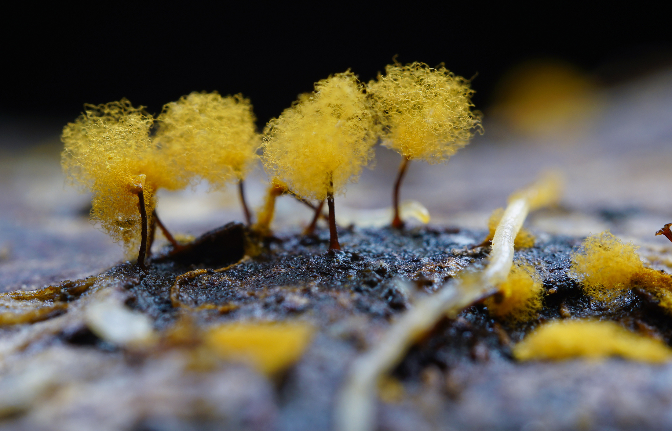 米黄丝膜菌-贺兰山真菌-图片