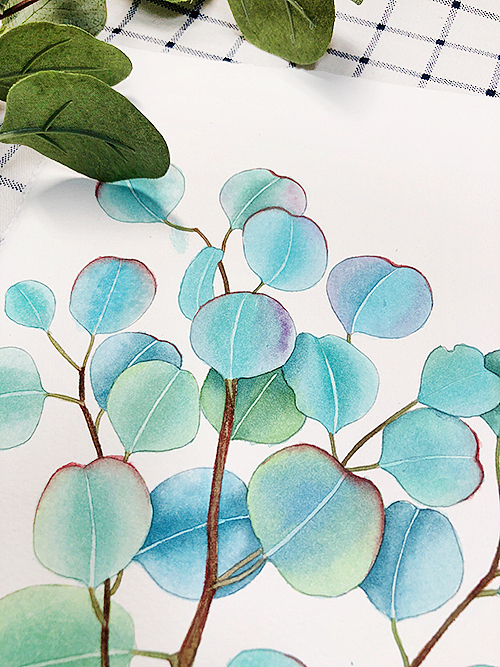 水彩绿叶-尤加利