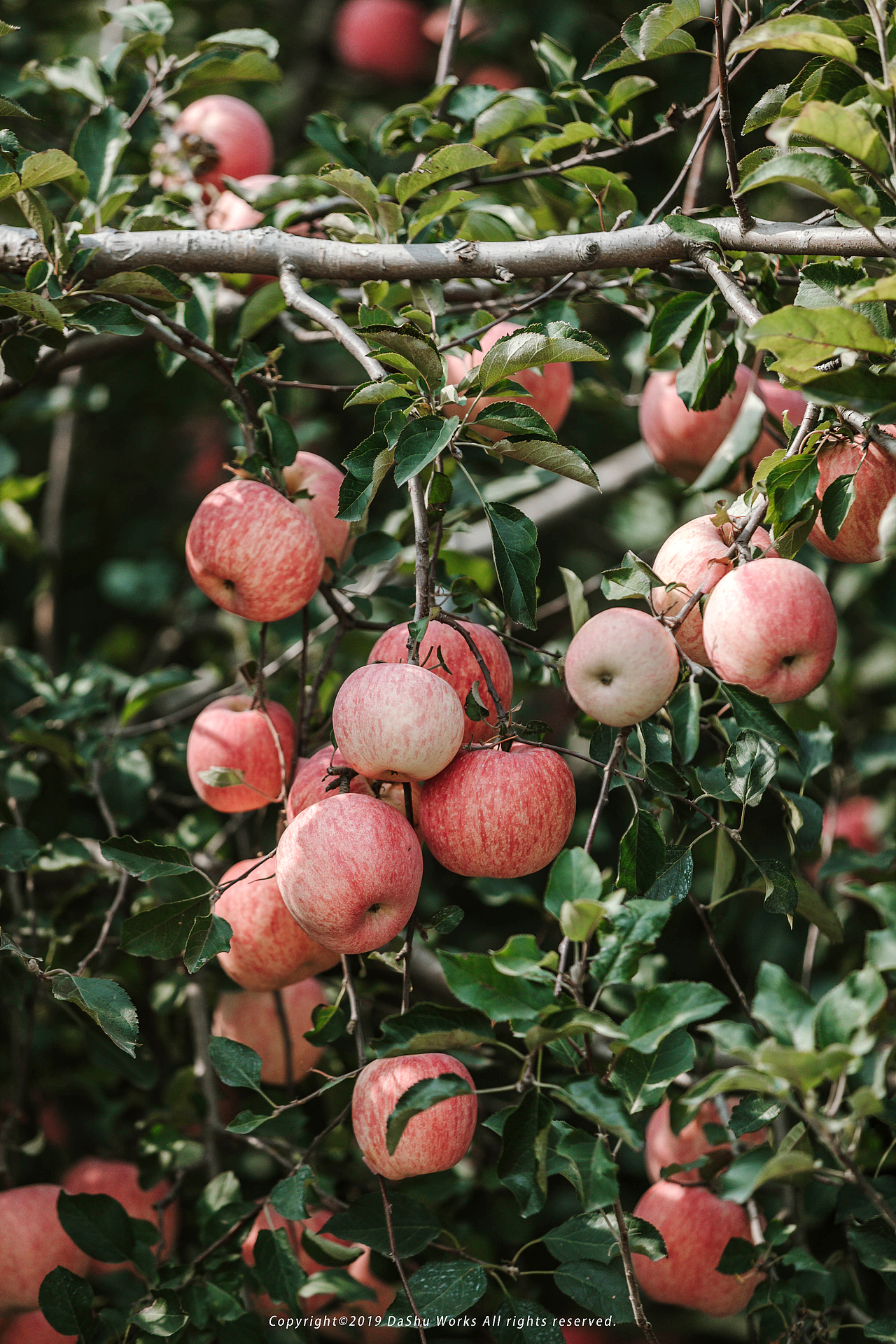 秋天收获的季节
