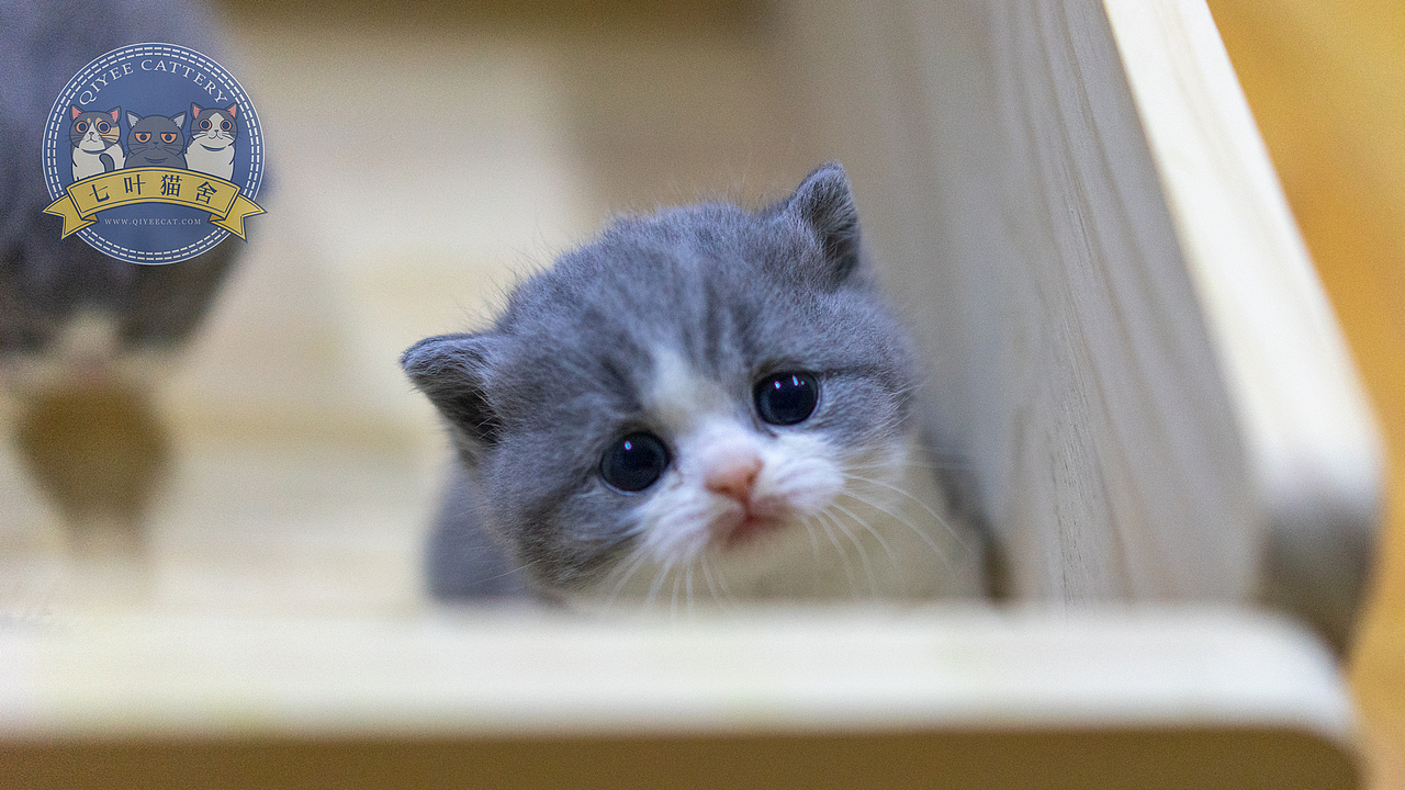 七叶英短猫舍英国短毛猫蓝白幼猫奶猫宠物猫摄影图