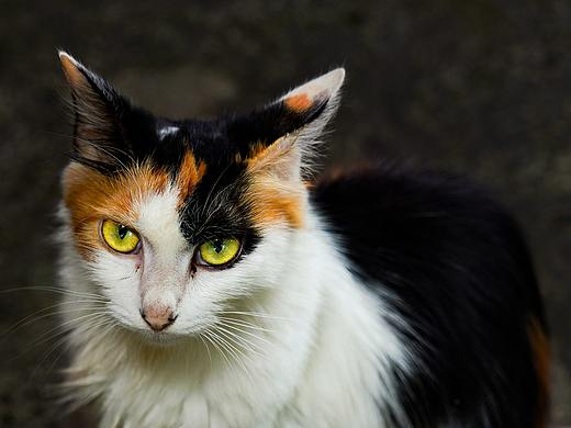 煙火（個(gè)人主頁-ZNDE3NDY4ODA=） - 人文/紀(jì)實(shí)攝影 - 站酷設(shè)計(jì)師面食孩子原創(chuàng)素材 - 站酷ZCOOL