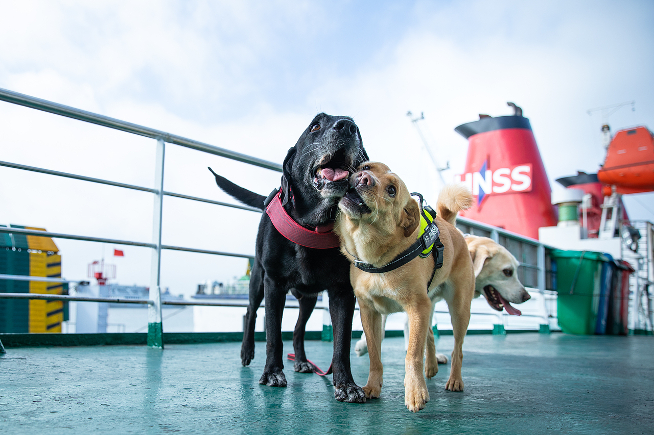 宠物摄影/宠物旅拍