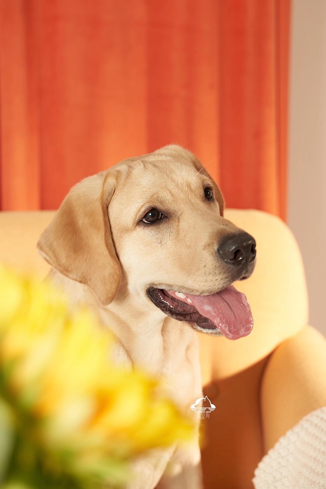 太空狗宠物摄影 画家拉布拉多写真