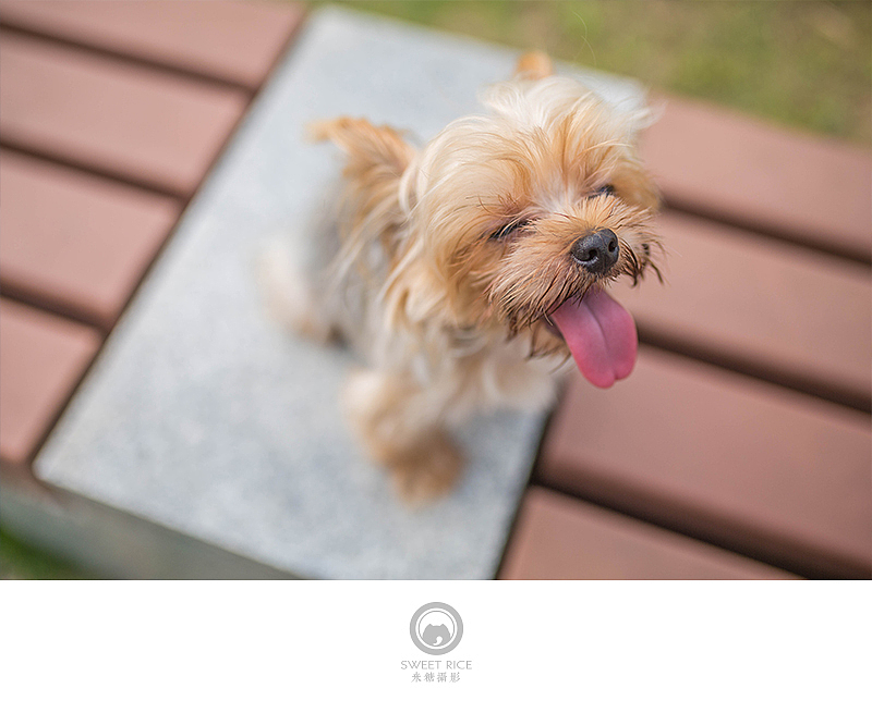 夏至天好 出门遛娃（图ZNTExMzQ2OTY=） - 宠物摄影 - 站酷设计师挂糖原创素材 - 站酷ZCOOL