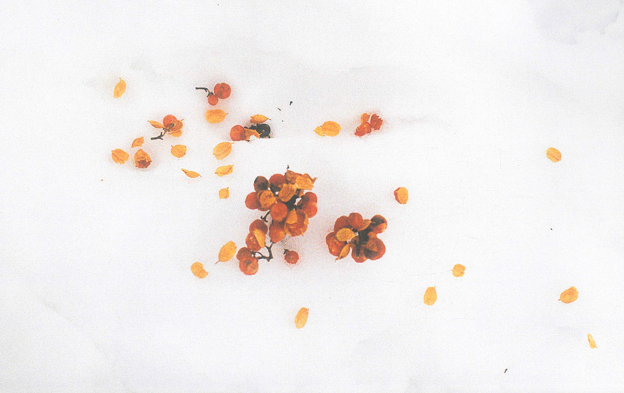 十二月十五日天气晴零下五度 ​​​​（图ZMTQwNzM1NTcy） - 人像摄影 - 站酷设计师NiccoCai原创素材 - 站酷ZCOOL