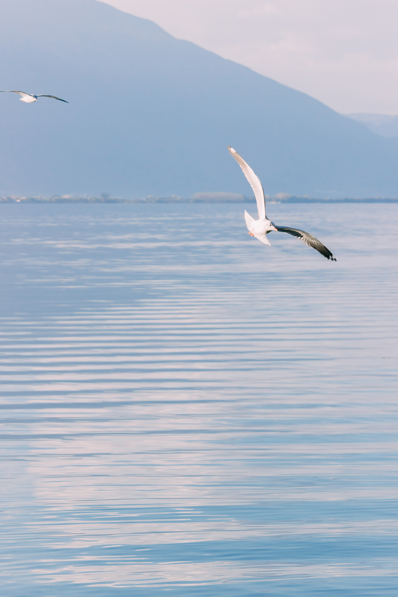 追风赶月莫停留