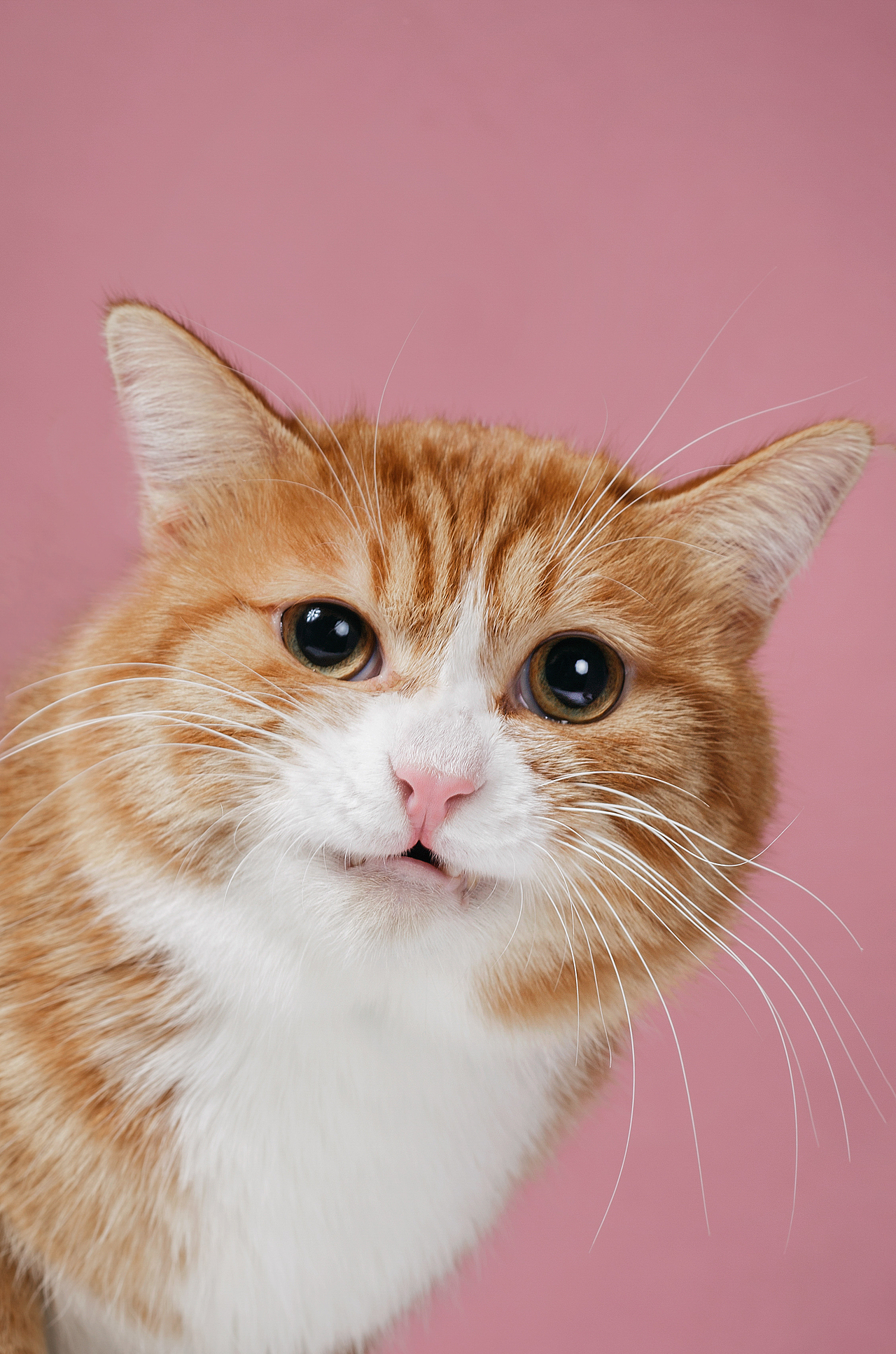 【動物照相館】合集