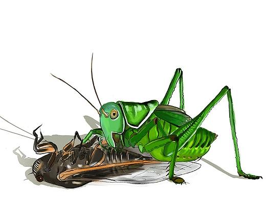 昆虫记 儿童插画 法布尔 蝉 科普绘本
